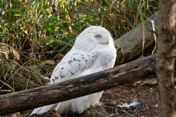A Snowy Owl at a local zoo