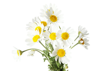 Bouquet of beautiful chamomile flowers on white background