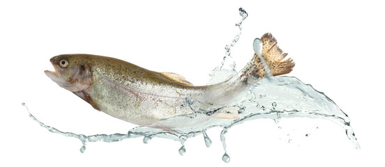 Cutthroat trout fish in water splashes on white background