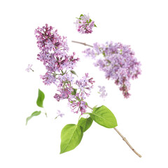 Lilac branches with fragrant blossoms and leaves flying on white background