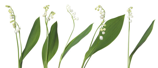 Beautiful lily of the valley flowers isolated on white, set