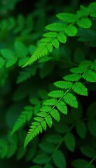 Lush emerald leaves, fern fronds, broadleaf plants , dense, flora