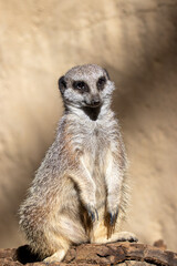 A meerkat at a local zoo