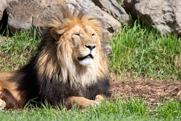 A male lion at a local zoo
