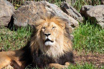A male lion at a local zoo