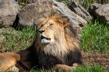 A male lion at a local zoo