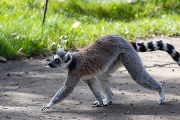 A ring-tailed lemur at a local zoo