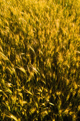 golden wheat field