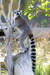 A ring-tailed lemur at a local zoo