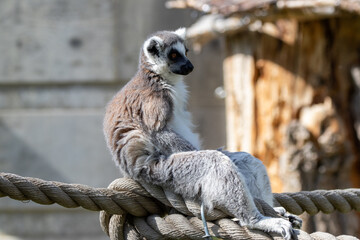 A ring-tailed lemur at a local zoo