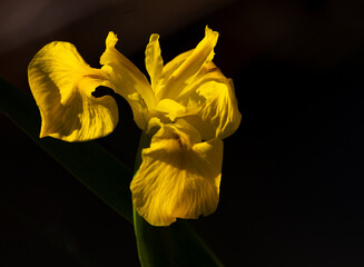 yellow iris flower