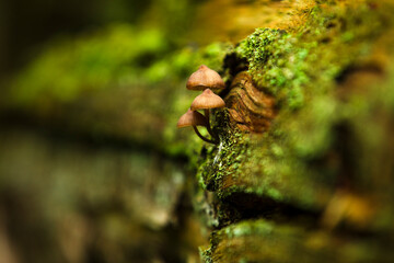 Wild mushrooms nestled in bark with vibrant green moss. Shallow depth of field highlights natural detail