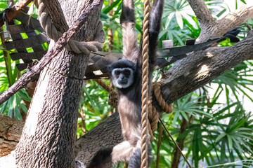 A lar gibbon at a local zoo