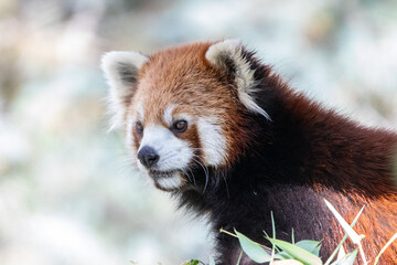 A red panda at a local zoo