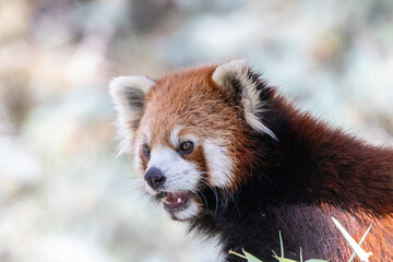 A red panda at a local zoo