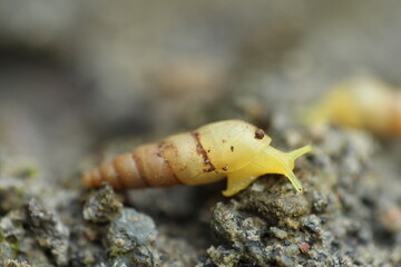 Tiny yellow snail Allopeas clavulinum on moist ground, close-up macro view