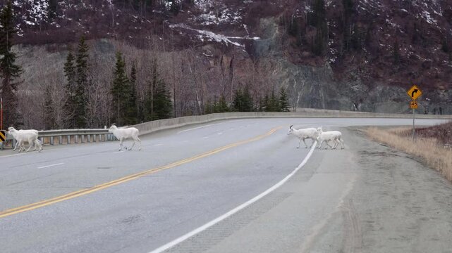 Dall sheep crossing the road on a highway.