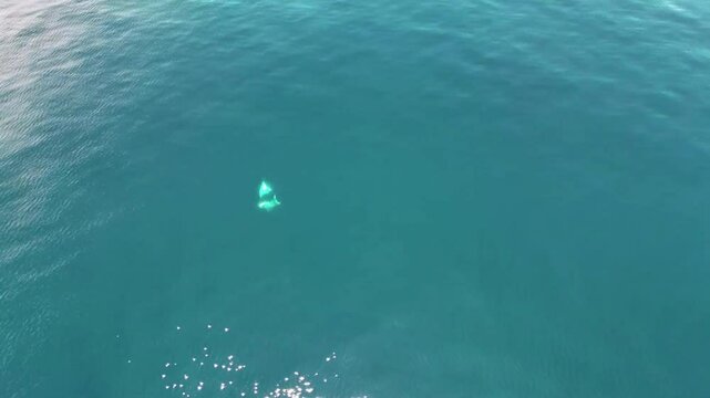 Manta rays swim in turquoise waters.