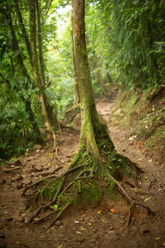 Rainforest Walk