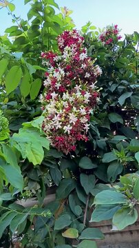 Dutch jasmine or Jasminum sambac, this plant originates from the continent of Europe and has a distinctive aroma.