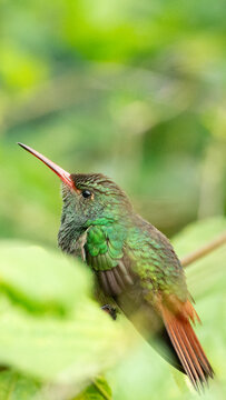 Rufous-tailed Hummingbird