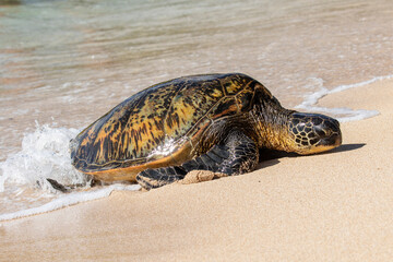 Green Sea Turtle hauling itself onto beach