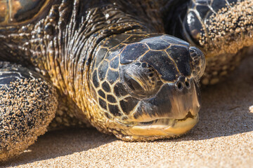 Obraz premium Green Sea Turtle on beach