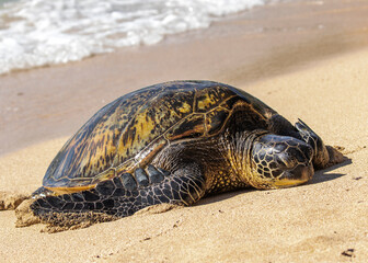 Green Sea Turtle on beach