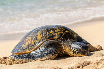 Green Sea Turtle on beach