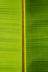 green bamboo background