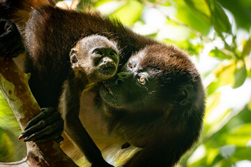close up howler monkey mother and baby