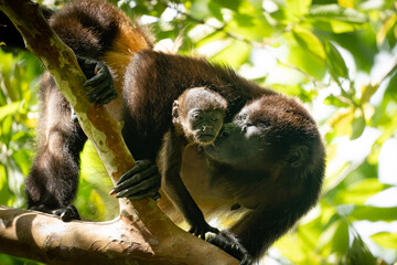 mother howler monkey kissing her baby