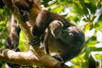 mother howler monkey kissing her baby