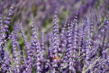 Obraz premium Sprig of Lavender. Field of lavender. Lavender flower in summer. France Provence field. Purple lavender bloom in nature. Composition of nature. Summer blooming flower. Blooming flower field