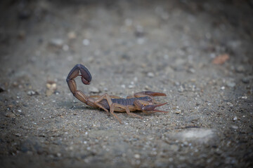 scorpion on the ground