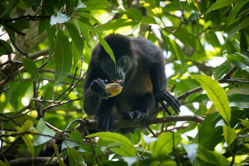 Howler monkey eating fruits