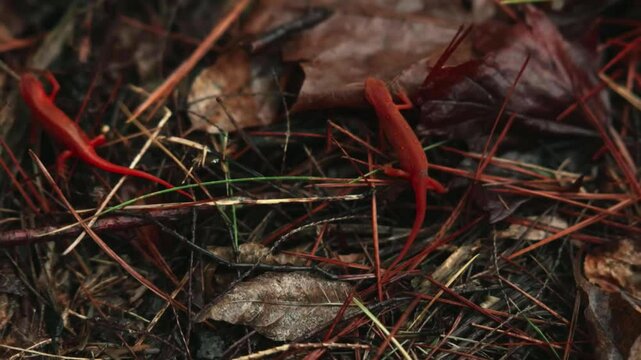 Red newts crawling through forest floor debris.