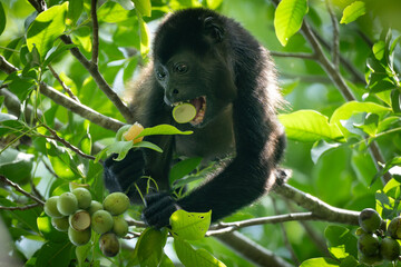Howler monkey eating fruits