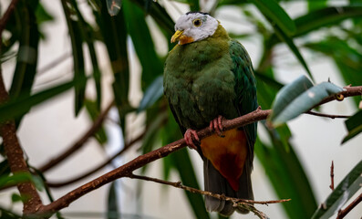 The Black-Naped Fruit Dove (Ptilinopus melanospilus), also known as the Black-Headed Fruit Dove.