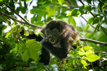 Howler monkey eating fruits