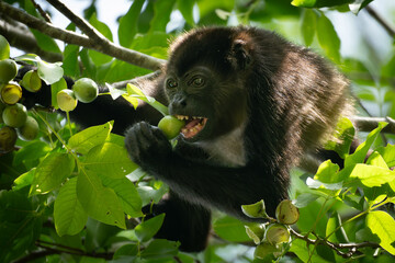 close up howler monkey eating fruits