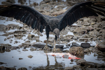 black vulture on the ground