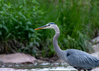 Fototapeta premium Great Blue heron wading in a pond with a background of beautiful green reeds.