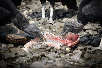 vultures eating a fish