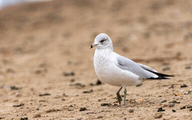 Close-up of Ring-billed gull on the shore.