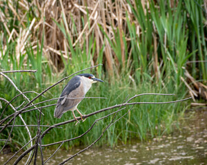 Black-crowned night heron standing on a perch.