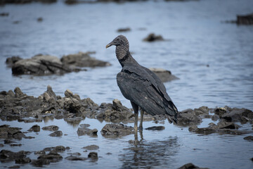 black vulture at the beach
