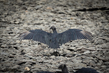 vulture drying its feathers