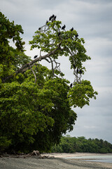 tree full of vultures