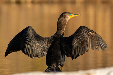 Double-crested cormorant sunning his out-stretched wings.
